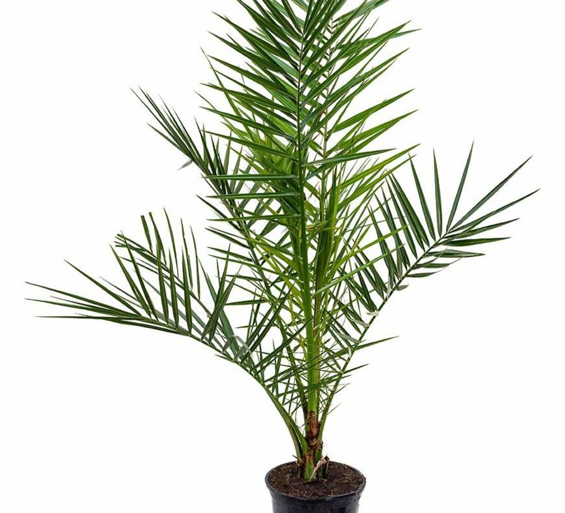 Phoenix Palm (180cm)