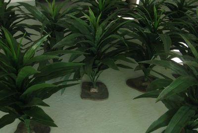 Jungle plant
