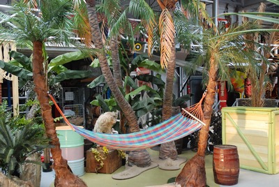 Palmboom met hangmat