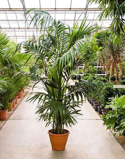 Kentia Palm (250cm)