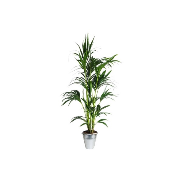 Kentia palm ca. 170 cm standaard