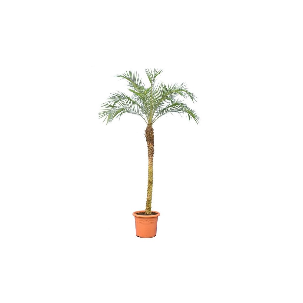 Phoenix Roebelenii palm ca. 250/275 cm