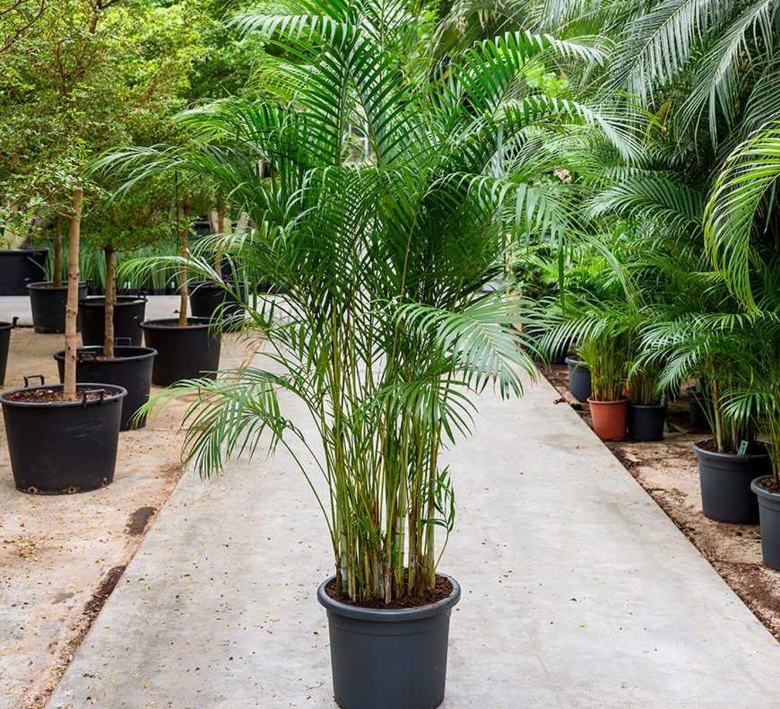 Areca Palm (220cm)