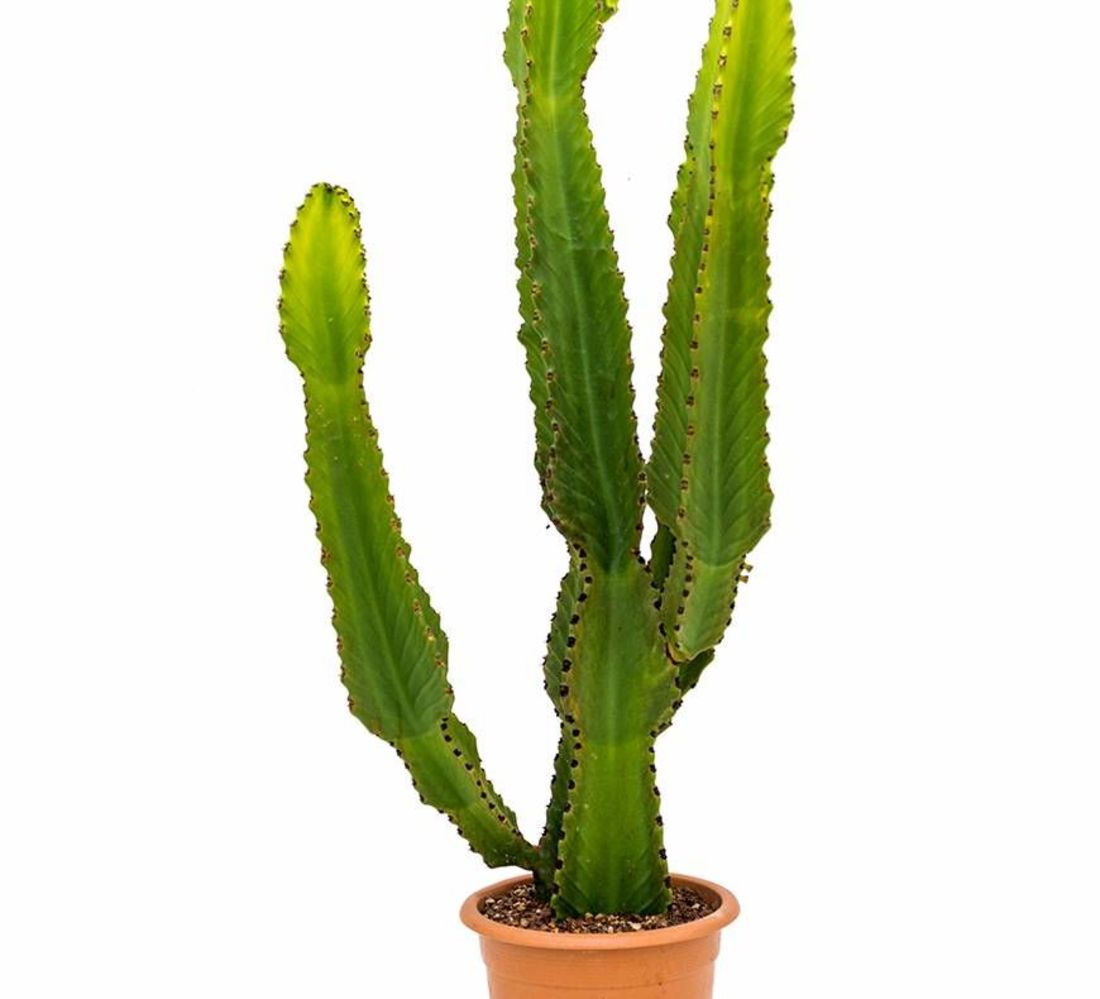 Euphorbia Cactus (140cm)