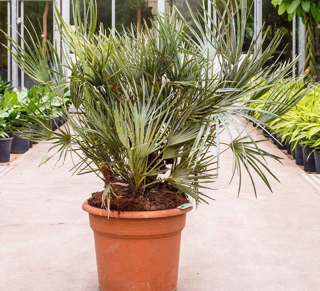 Chamaerops Palm (150cm)
