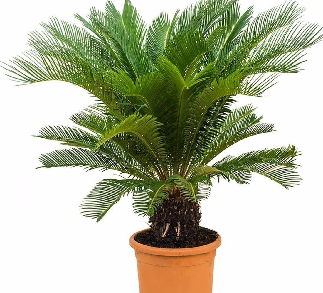 Cycas Palm (150cm)