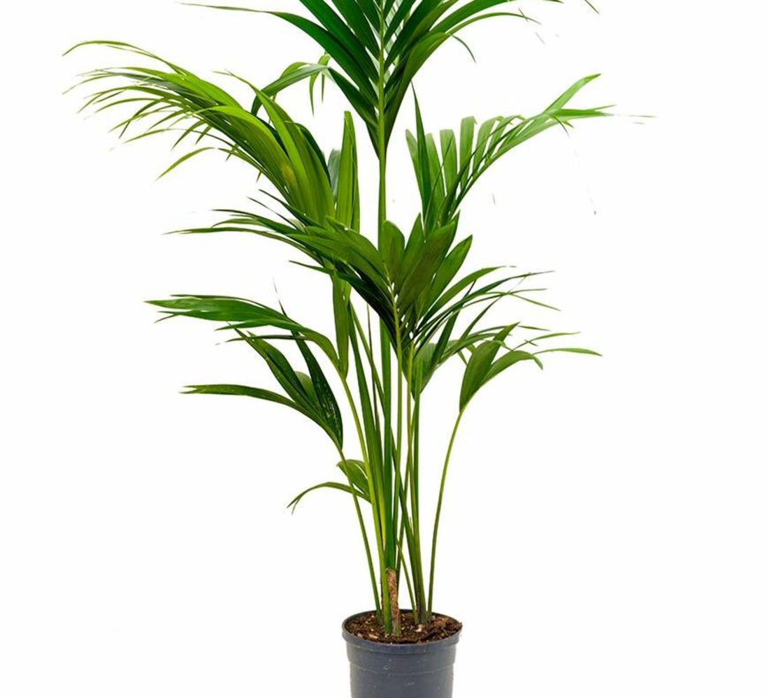 Kentia Palm (150cm)