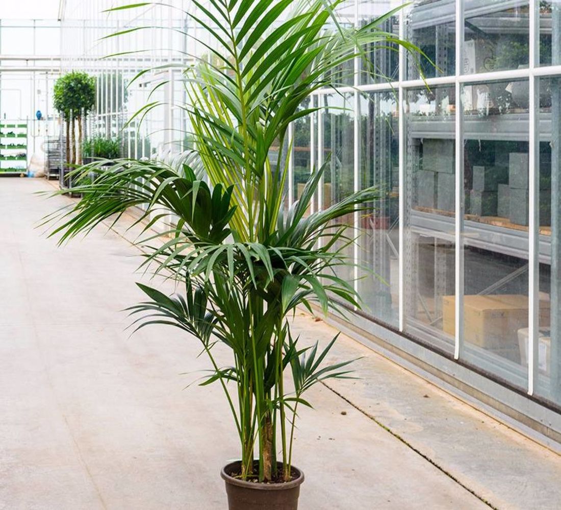 Kentia Palm (200cm)