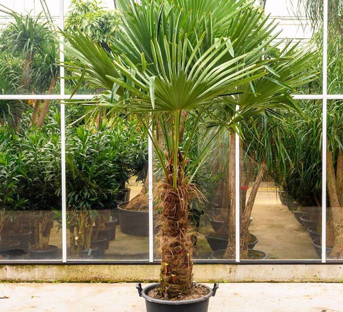 Trachycarpus Palm (90cm)