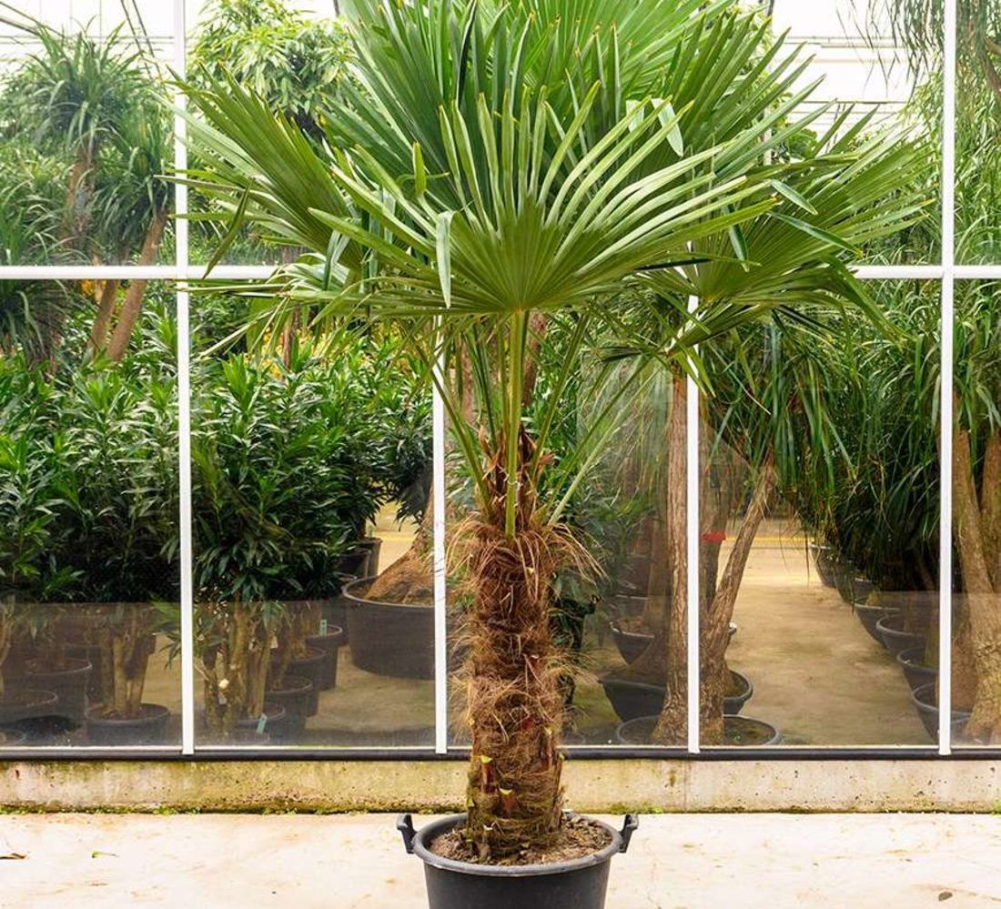 Trachycarpus Palm (150cm)