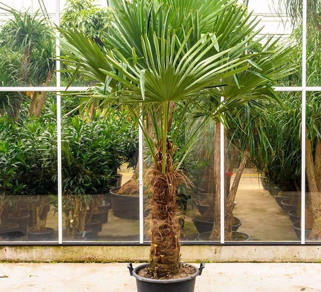 Trachycarpus Palm (230cm)